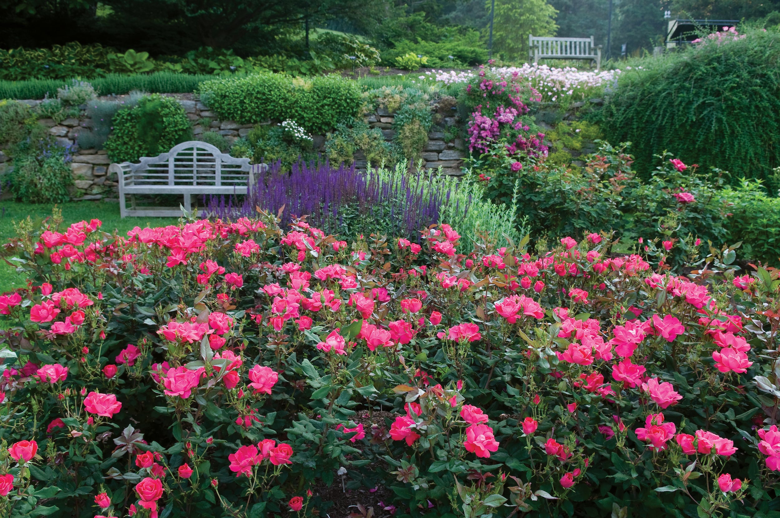 Juniper Rug Knockout Roses Knock Out® Roses Care - PlantingTree