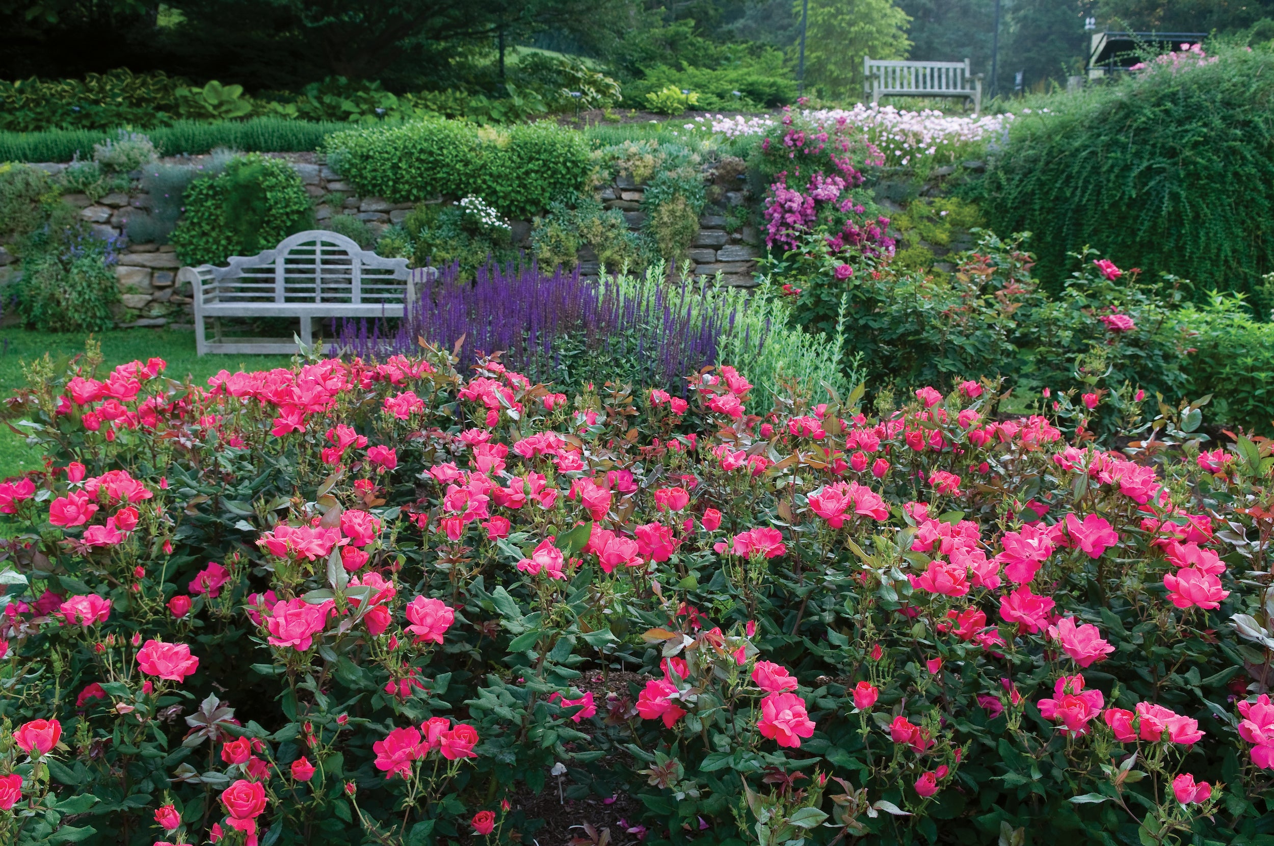 Knock Out Roses Care Plantingtree