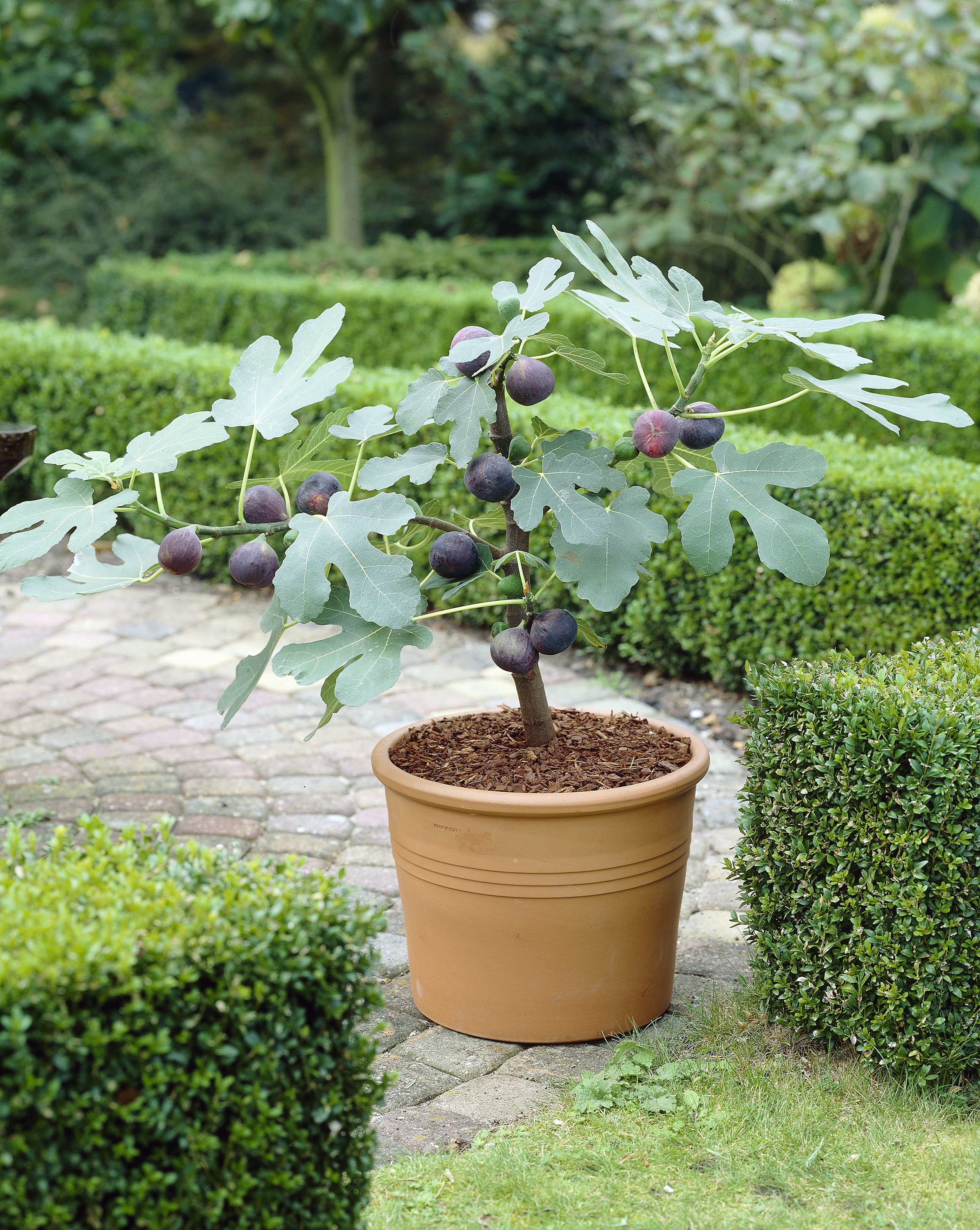 image.title How To Grow Figs In Containers