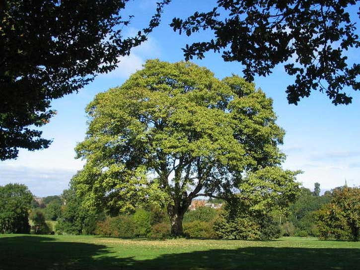 American Sycamore Tree Facts - PlantingTree