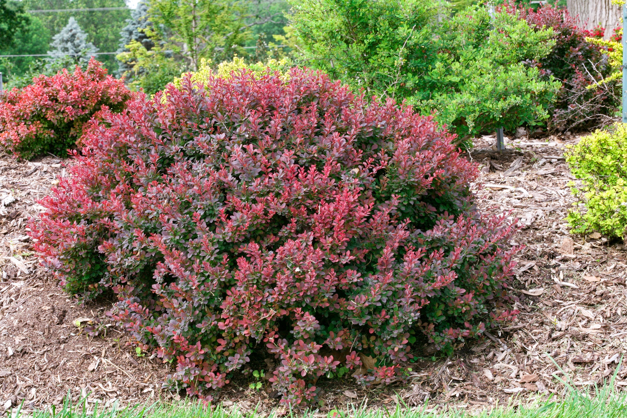 Deer Resistant Bushes - PlantingTree, image size:2500x1667