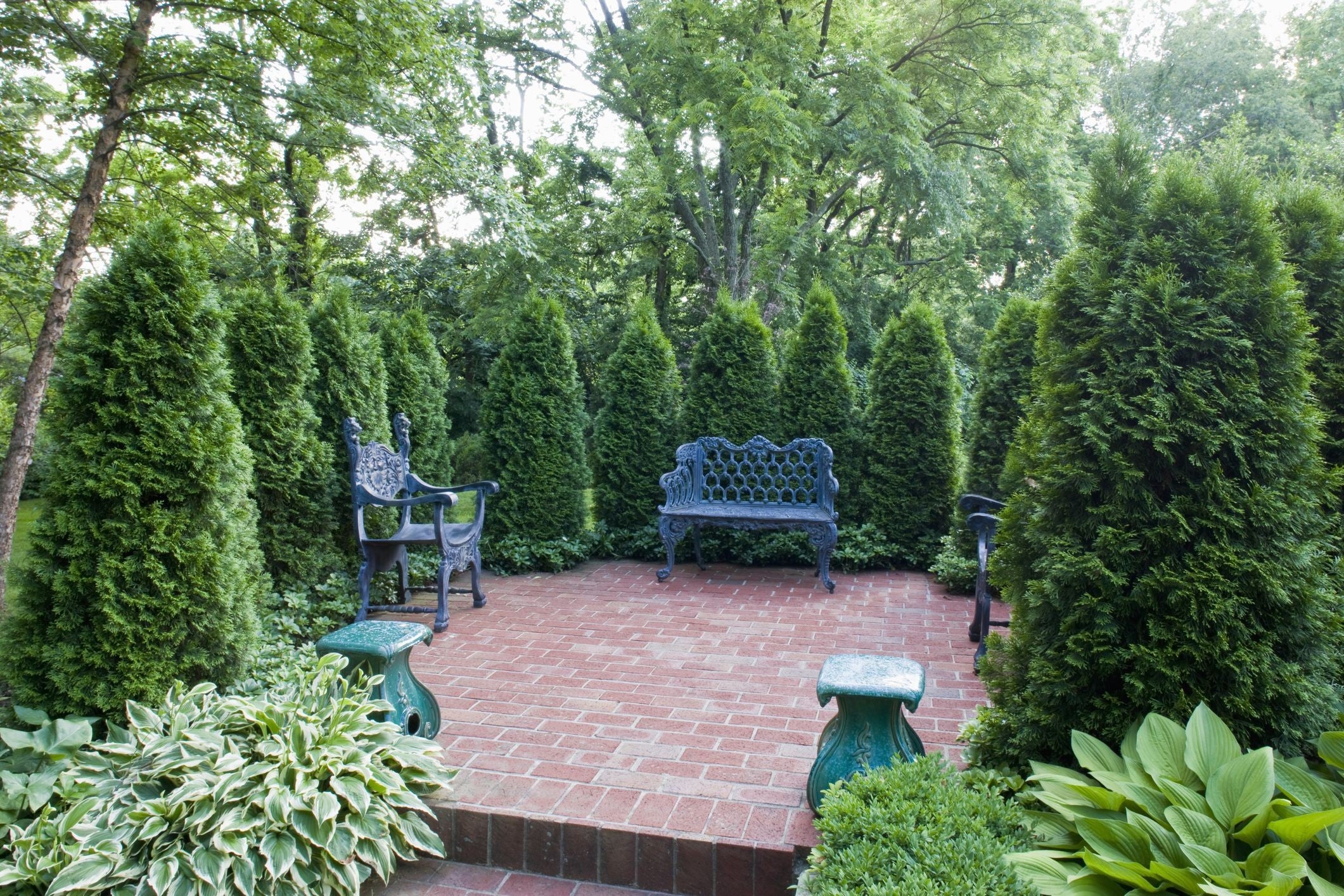 Fastest Growing Privacy Trees - PlantingTree