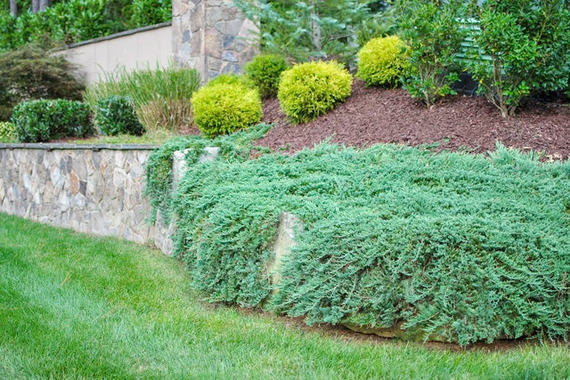 Evergreen Deer Resistant Shrubs - PlantingTree