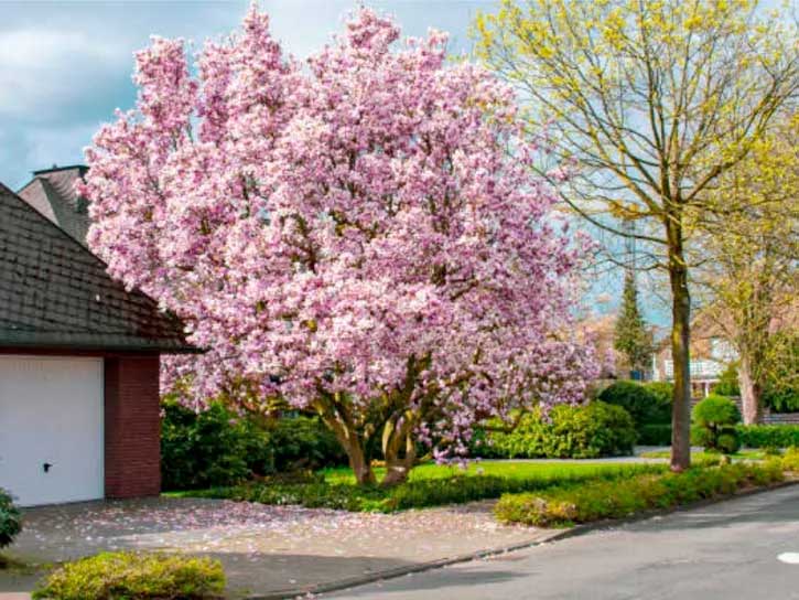 Dwarf cherry clearance blossom tree