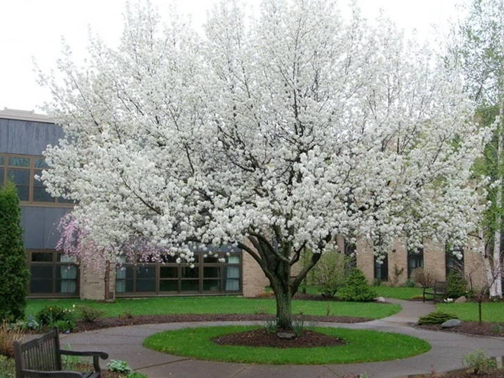 Shade Tree Care - PlantingTree