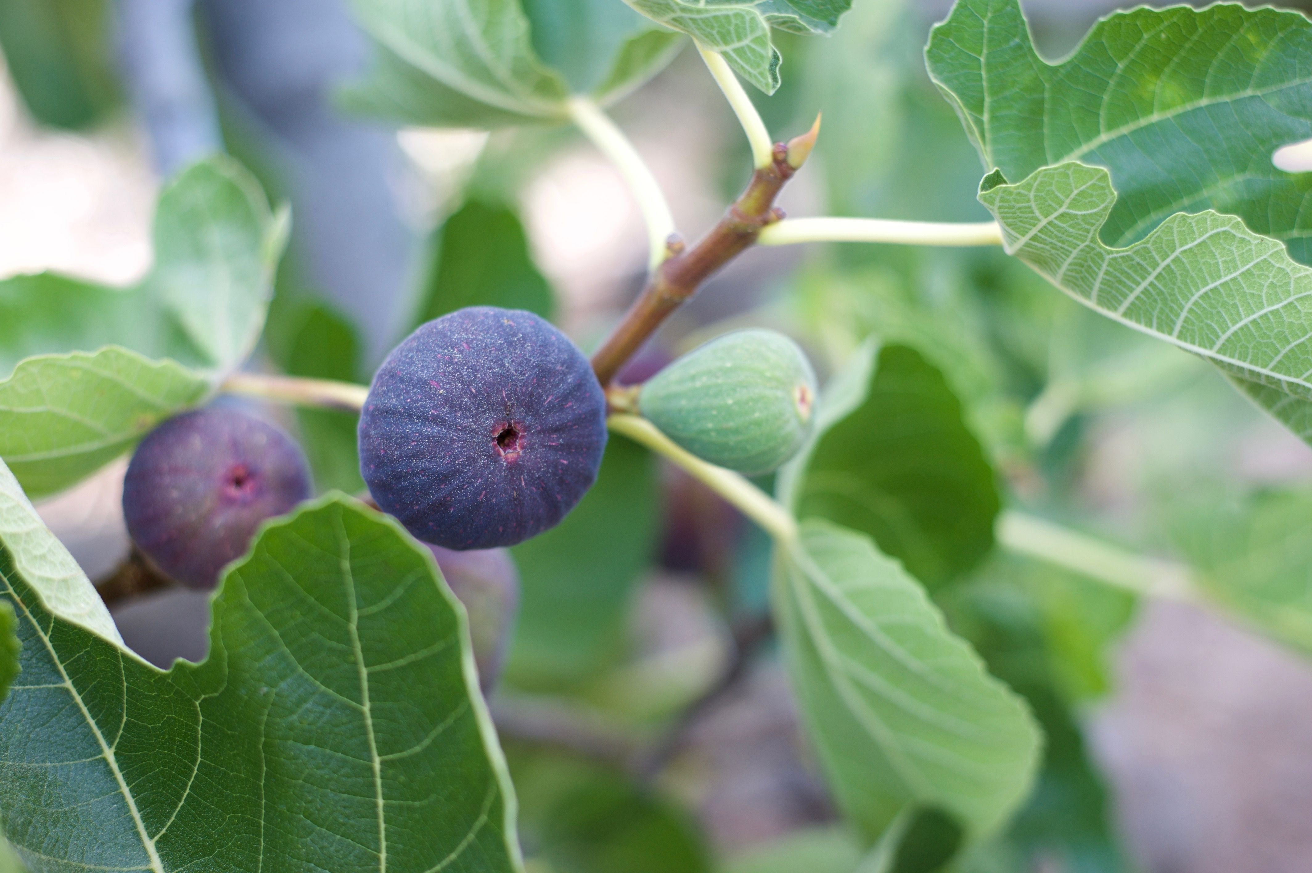 Top 4 Fig Trees for Your Yard - PlantingTree