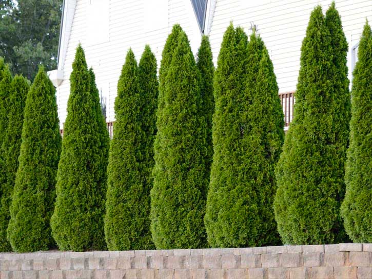 Emerald Green Arborvitae for Sale | Know Before You Buy - PlantingTree