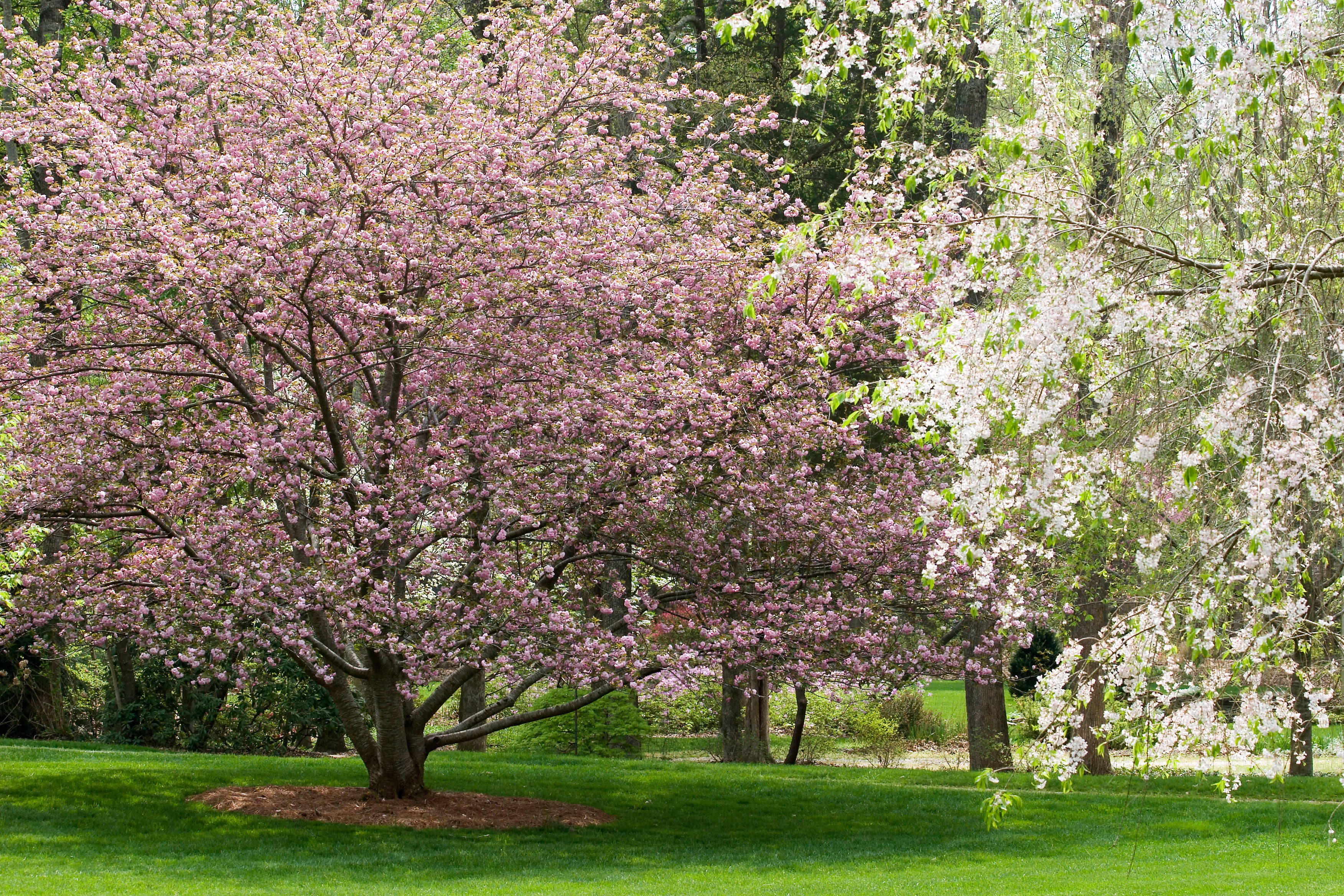 The Dogwood Tree | An American Treasure - PlantingTree