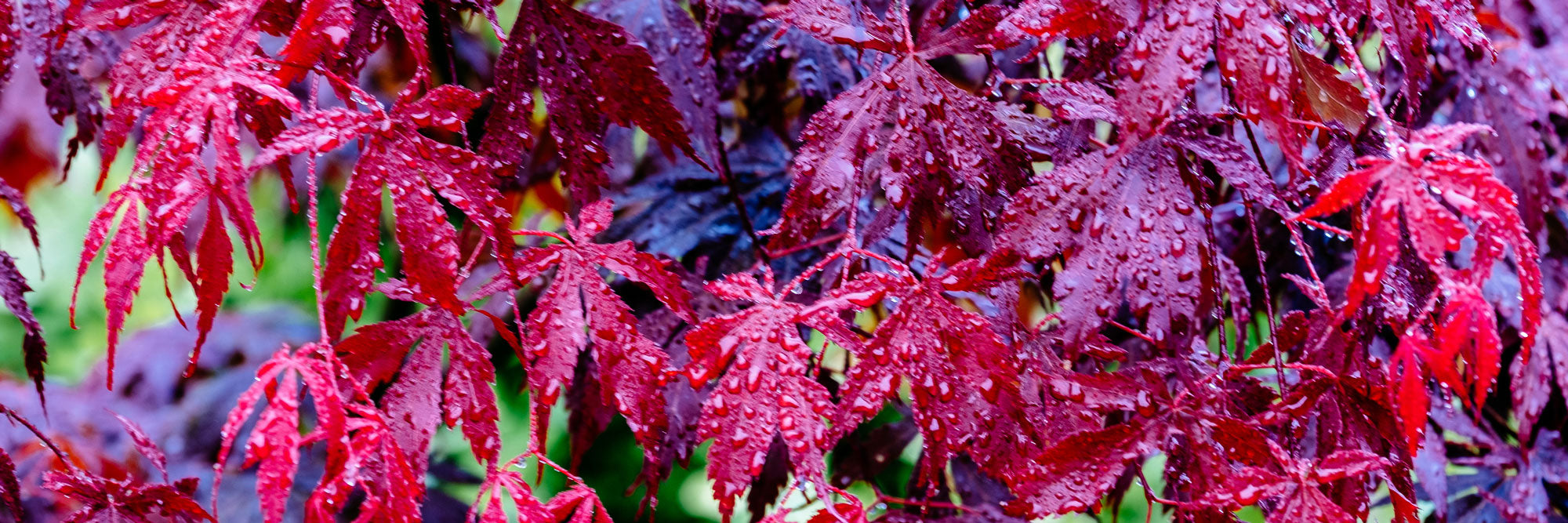 A Guide to Different Japanese Maple Types