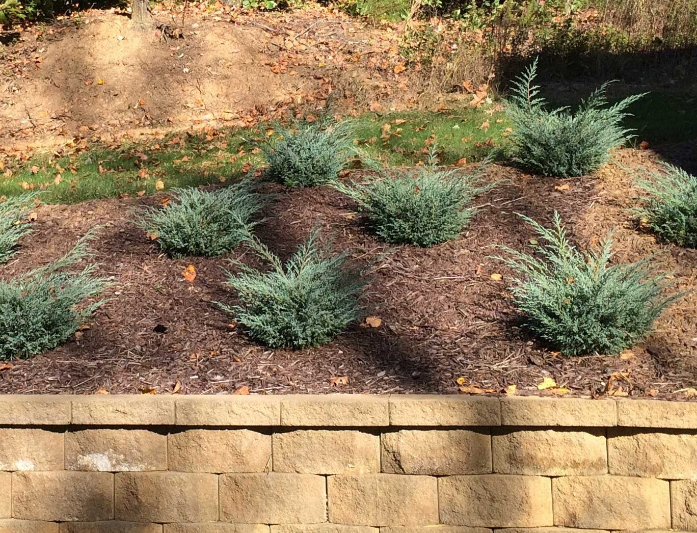 Juniper Raim Creeping Juniper Shrubs
