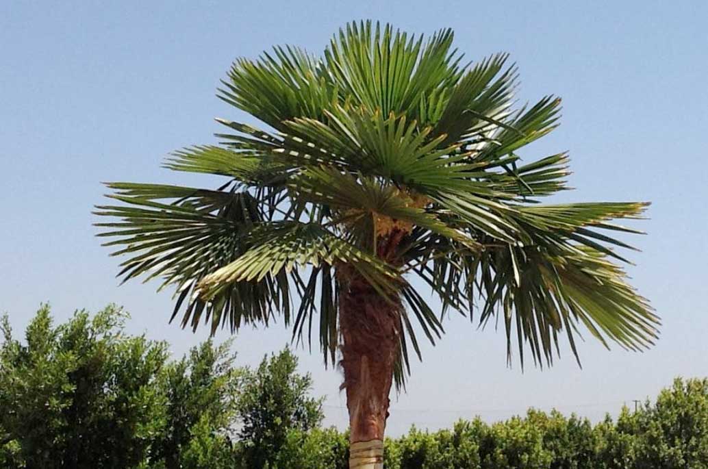 Windmill Palm Tree for Sale | A Perfect Palm - PlantingTree
