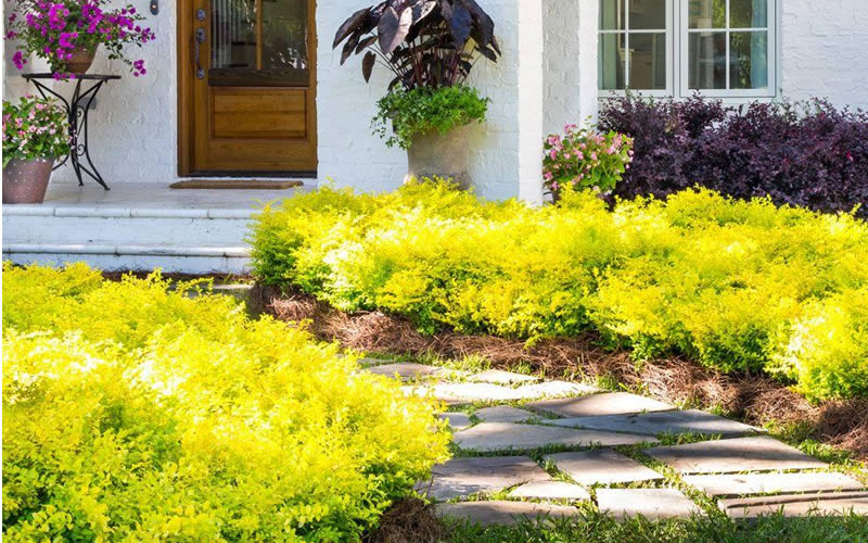 Yellow plants deals