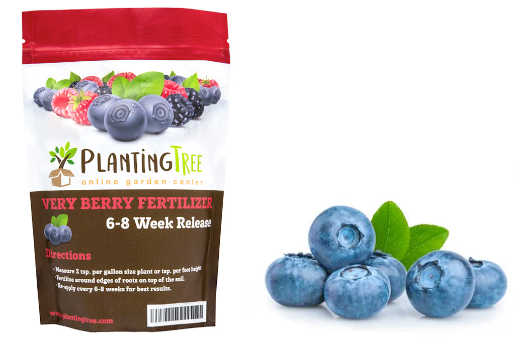 blueberry fertilizer organic