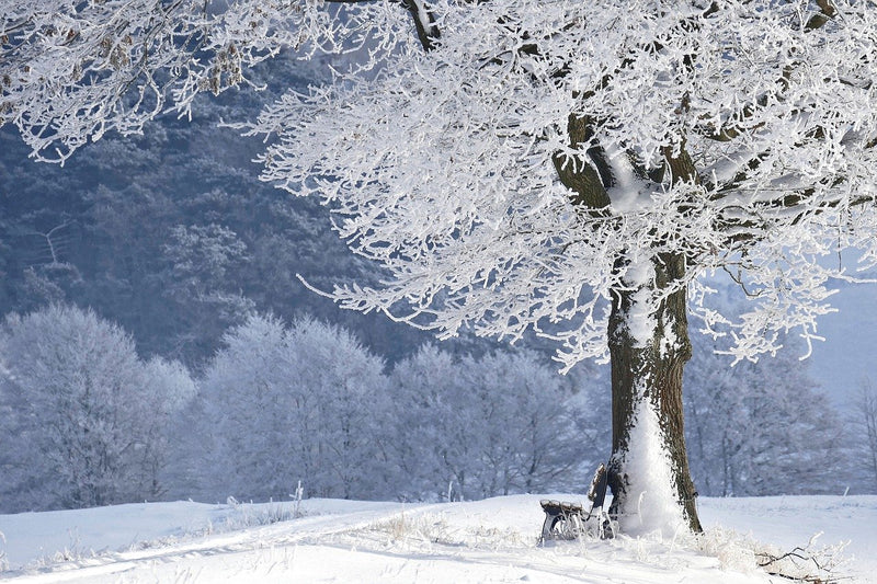 Can You Plant Trees in the Winter? We Set the Record Straight