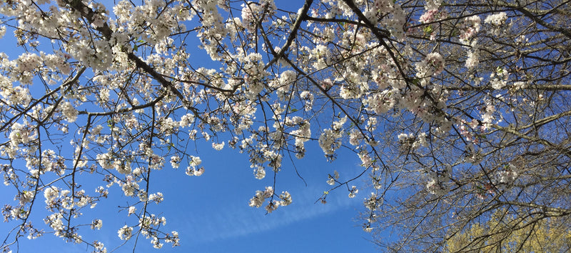 The Yoshino Cherry Blossom Tree Takes Center Stage | Pretty Purple Door The Yoshino Cherry Blossom Tree Takes Center Stage | Pretty Purple Door