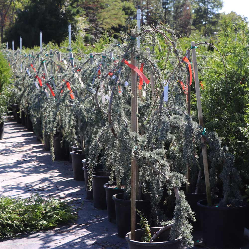 blue atlas cedar fish hook Weeping Blue Atlas Cedar Serpentine