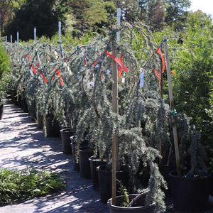 Weeping Blue Atlas Cedar Serpentine