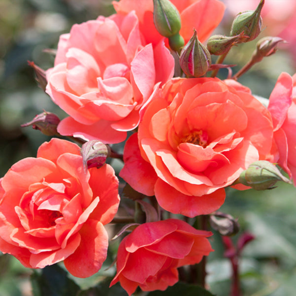 Coral Knockout Rose