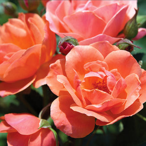 Coral Knock Out Rose Bush