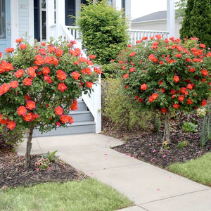 Coral Knock Out Rose Tree