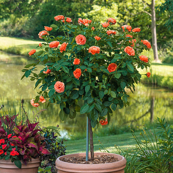 Coral Drift Rose Tree