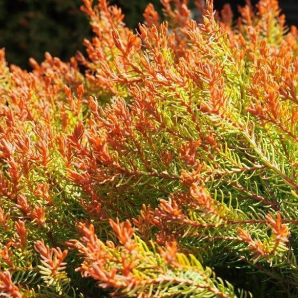 Fire Chief Arborvitae