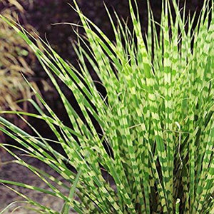 Dwarf Zebra Maiden Grass for Sale Online - The Greenhouse