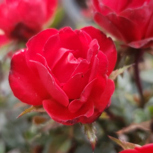 Petite Knock Out Rose Tree