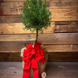 Live Mini Christmas Tree