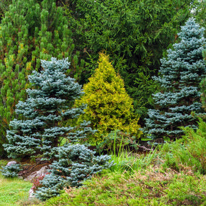 Colorado Baby Blue Spruce Trees
