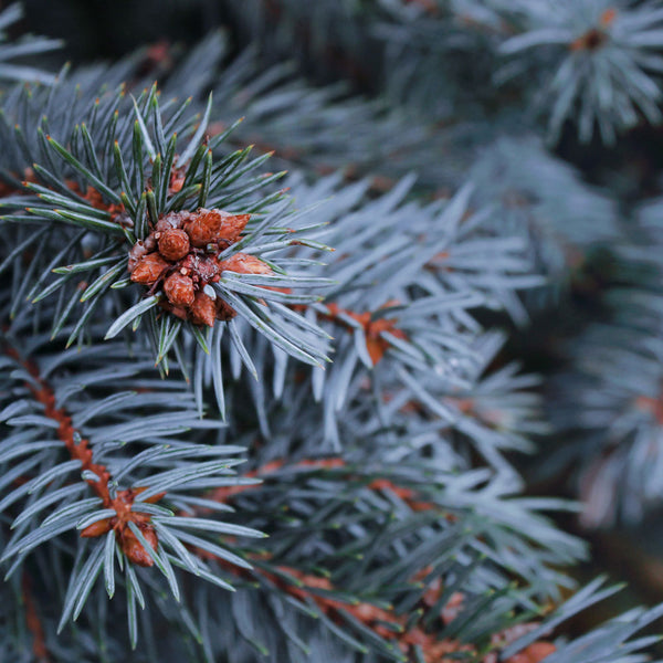 Baby Blue Spruce Close Up