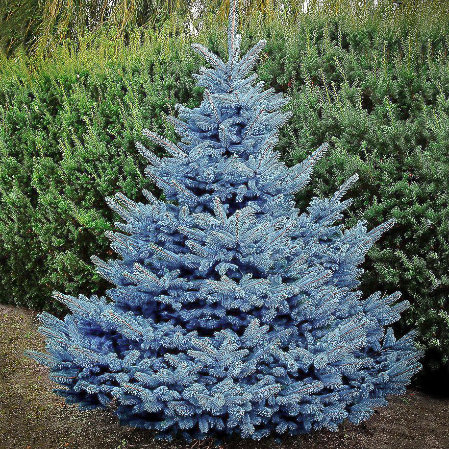 Grow a Dwarf Colorado Blue Spruce for Evergreen Beauty - Birds and Blooms