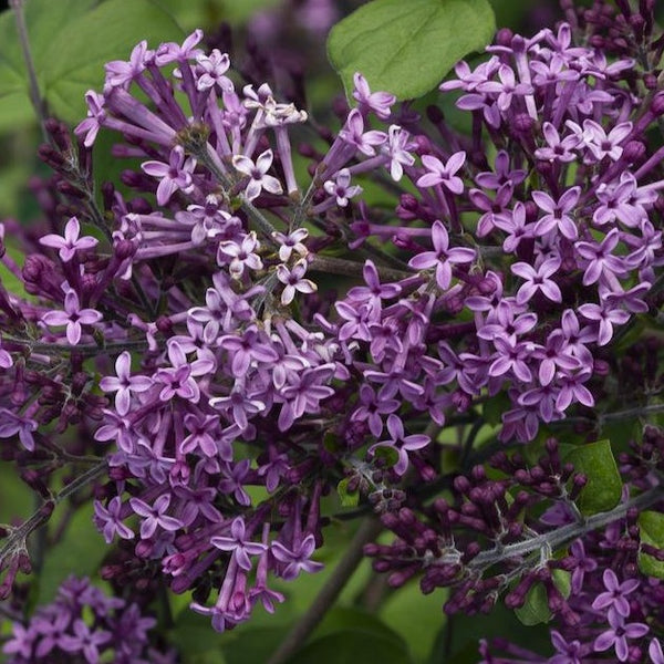 Bloomerang Dark Purple Lilac
