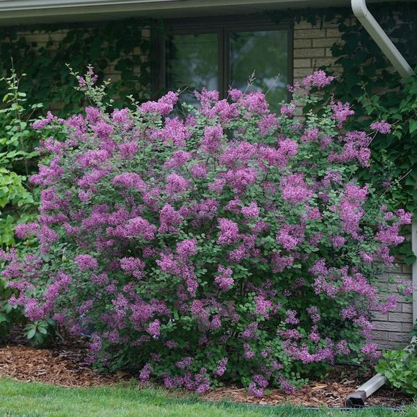 Bloomerang Dark Purple Lilac Bush