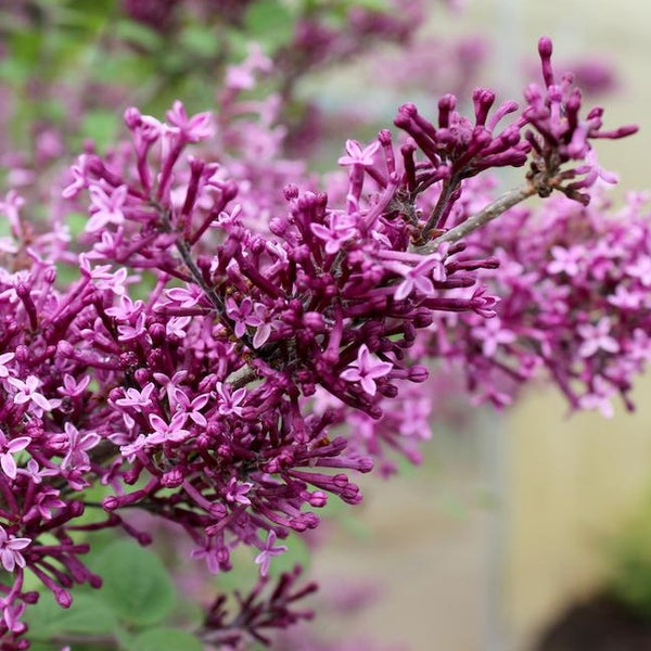 Bloomerang Dark Purple Lilac - Reblooming Purple Lilacs
