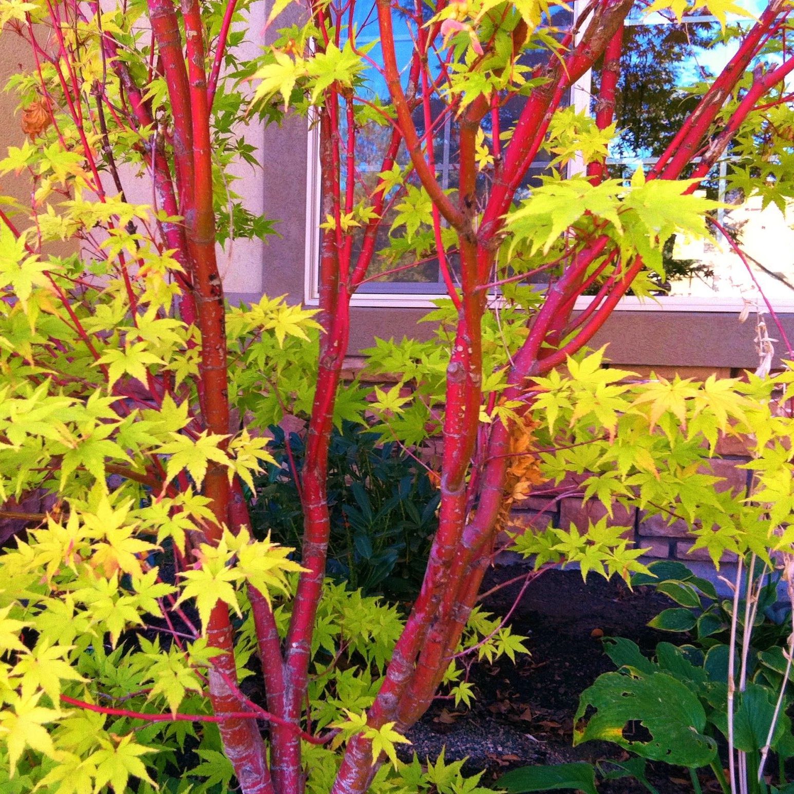 Image of Blue spruce and coral bark dogwood companion plants