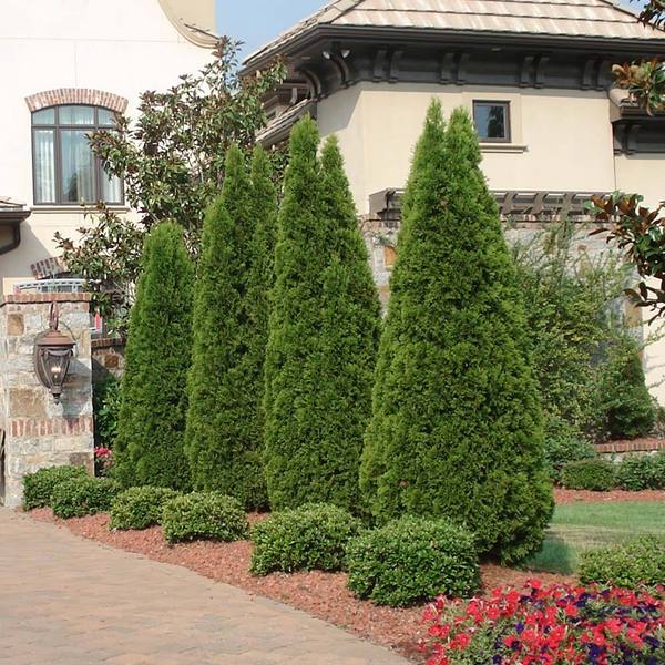 planting arborvitae near house Emerald Green Arborvitae | A Narrow Privacy Tree