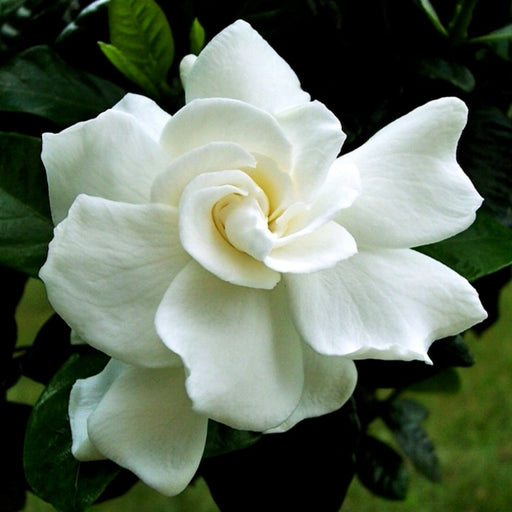 August Beauty Gardenia flower