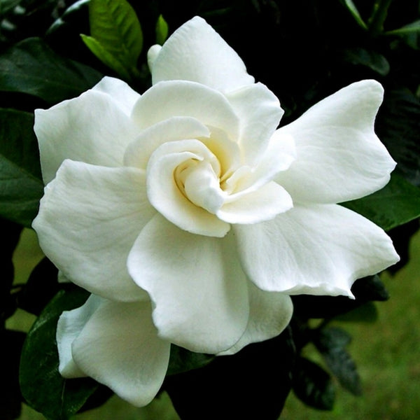 Gardenia jasminoides 'August Beauty' – Nurseries Caroliniana