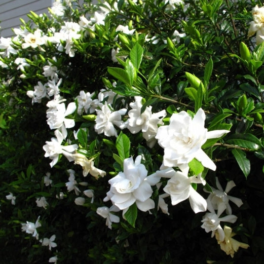 Image Marianne “N” image beautiful image beautiful image beautiful image beautiful image beautiful image beautiful image beautiful image beautiful image beautiful image beautiful - August Beauty Gardenia | Heavenly Scented Gardenia - PlantingTree