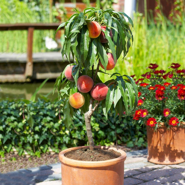 Bonanza Patio Peach Tree