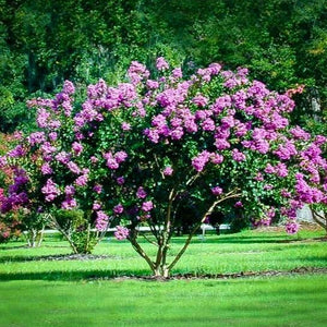 Catawba Crape Myrtle