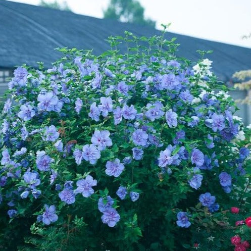 Blue Chiffon Rose of Sharon - 2 Gallon - PlantingTree