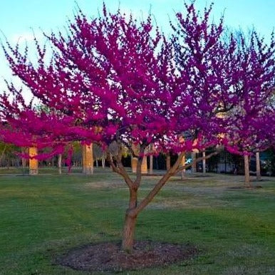 Oklahoma Redbud Tree | Perfect Rosy-Purple Blooms - PlantingTree