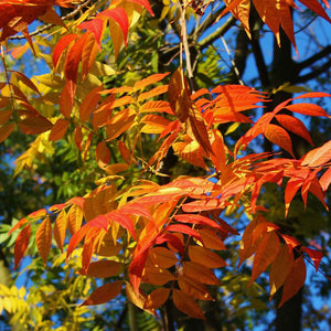 Chinese Pistache Tree Leaves Close-up
