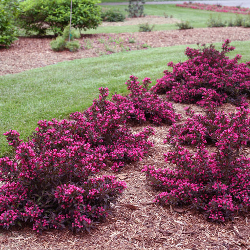 Spilled Wine Weigela