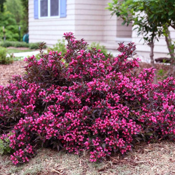 Image of Spilled wine weigela and variegated hosta