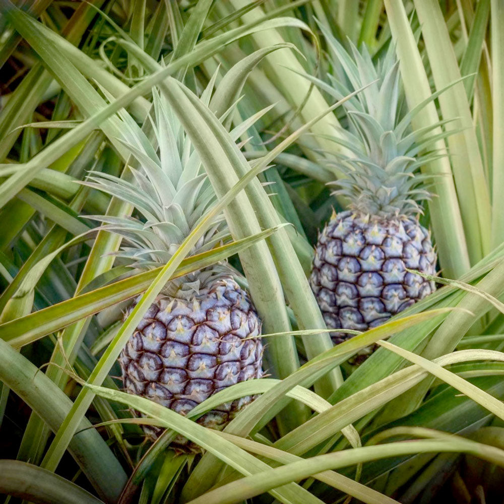 White Jade Pineapple Plant | Easy Indoor Plant | PlantingTree.com