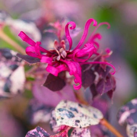 Jazz Hands Variegated Loropetalum