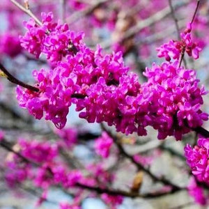 Oklahoma Redbud